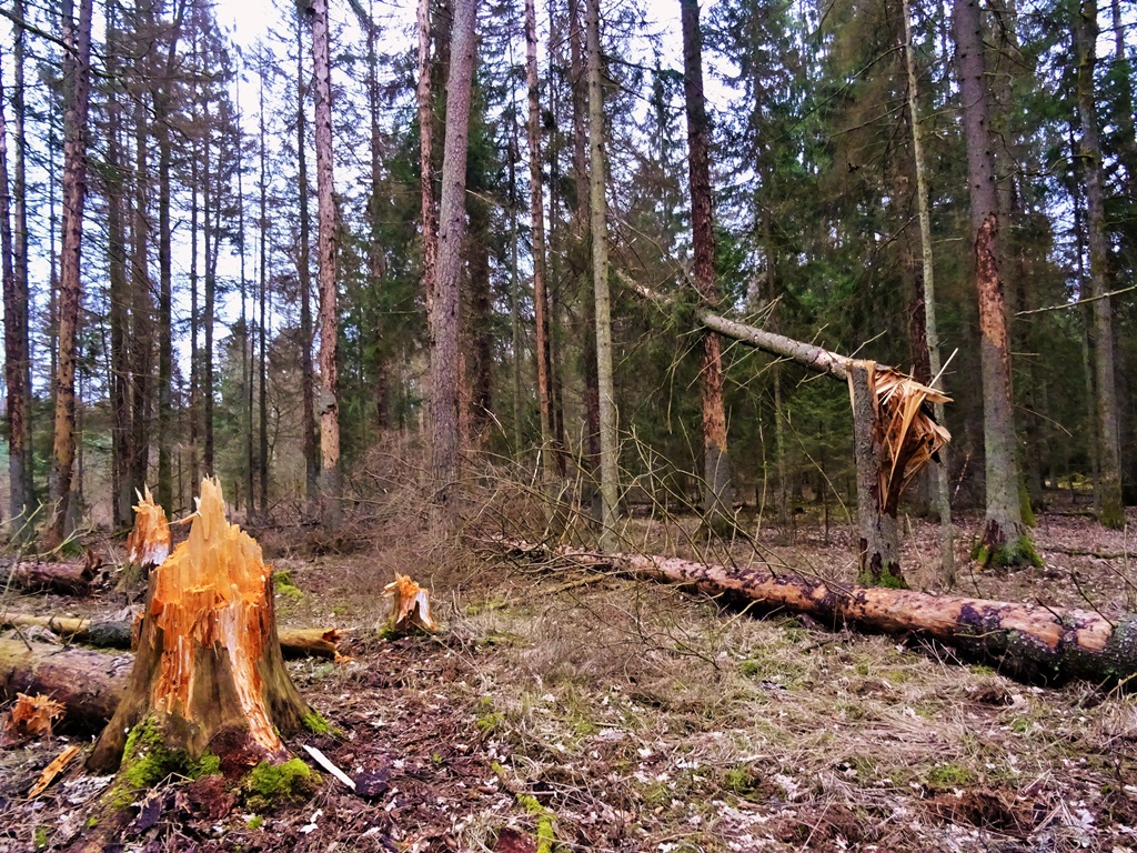 PO: Klucz do rozwiązania sporu wokół puszczy - pogodzenie ochrony i rozwoju