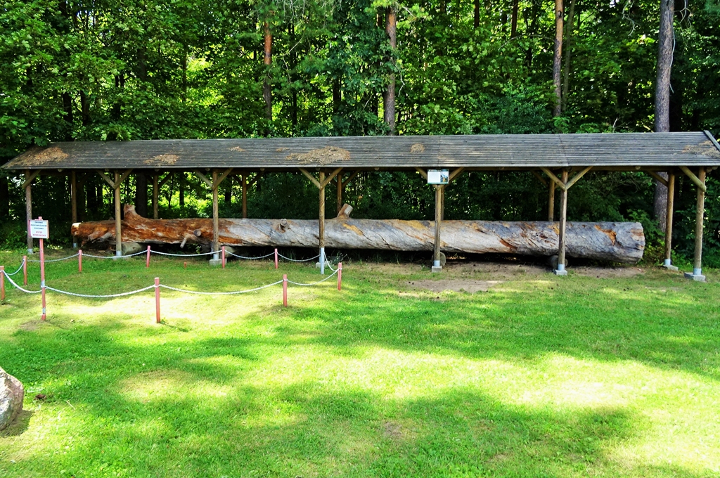 Święte sosny w Puszczy Knyszyńskiej