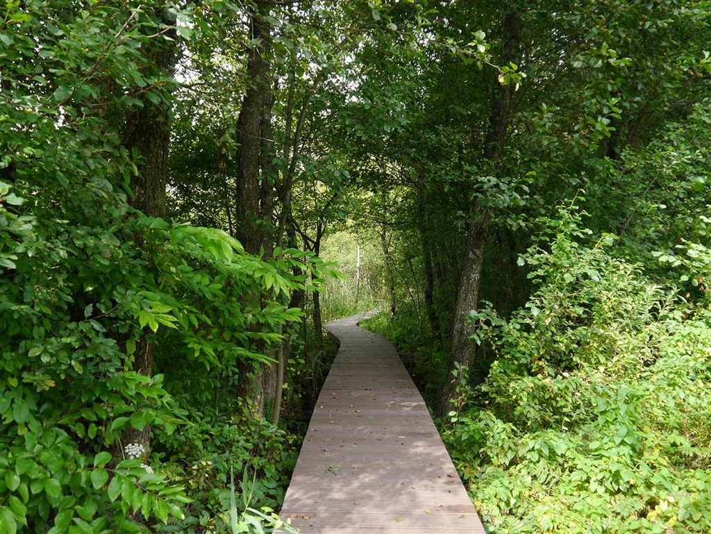 Puszcza Augustowska atrakcyjna o każdej porze roku