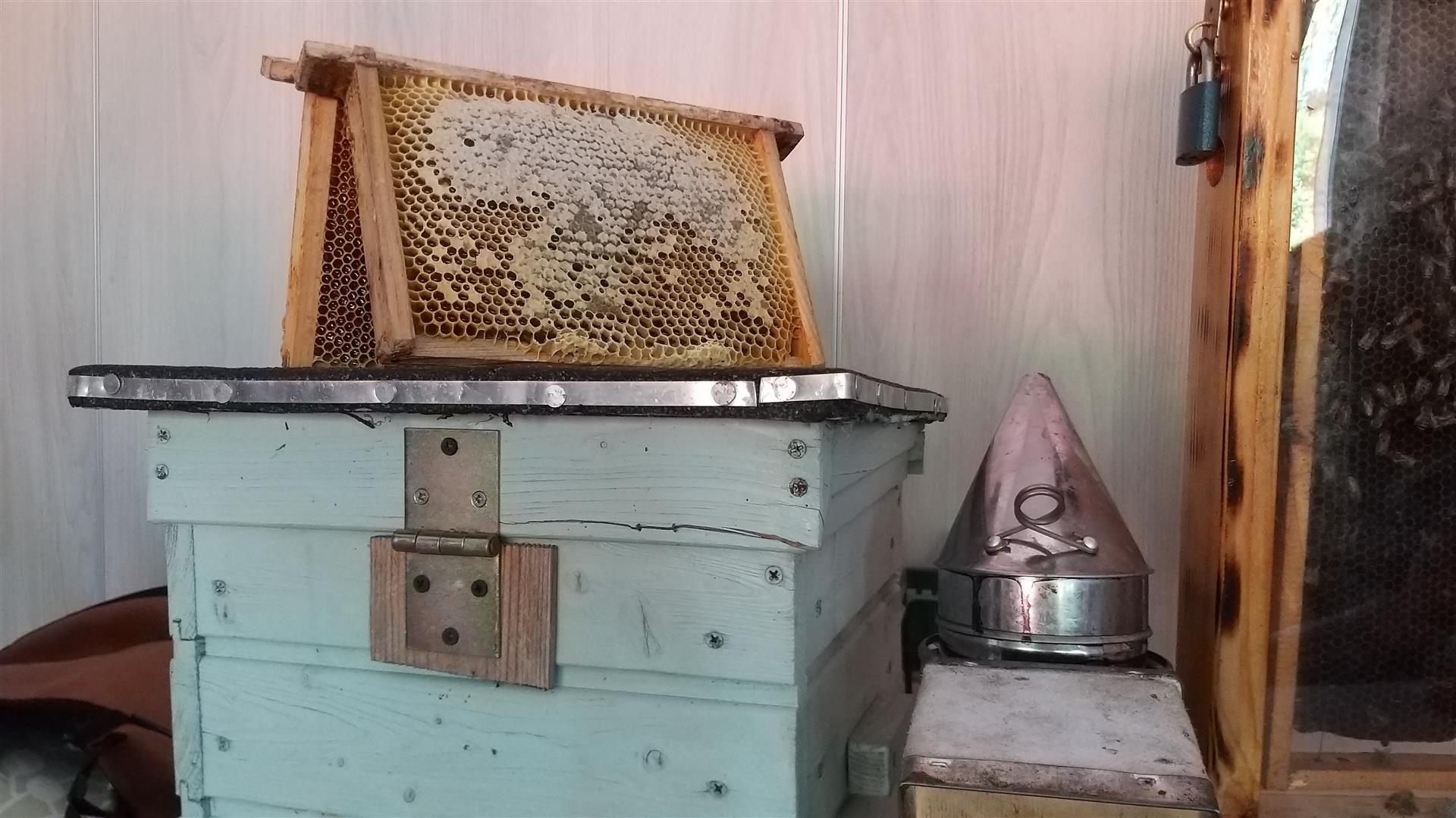 Dwie instytucje z województwa podlaskiego dostaną dotacje na działania na rzecz pszczół