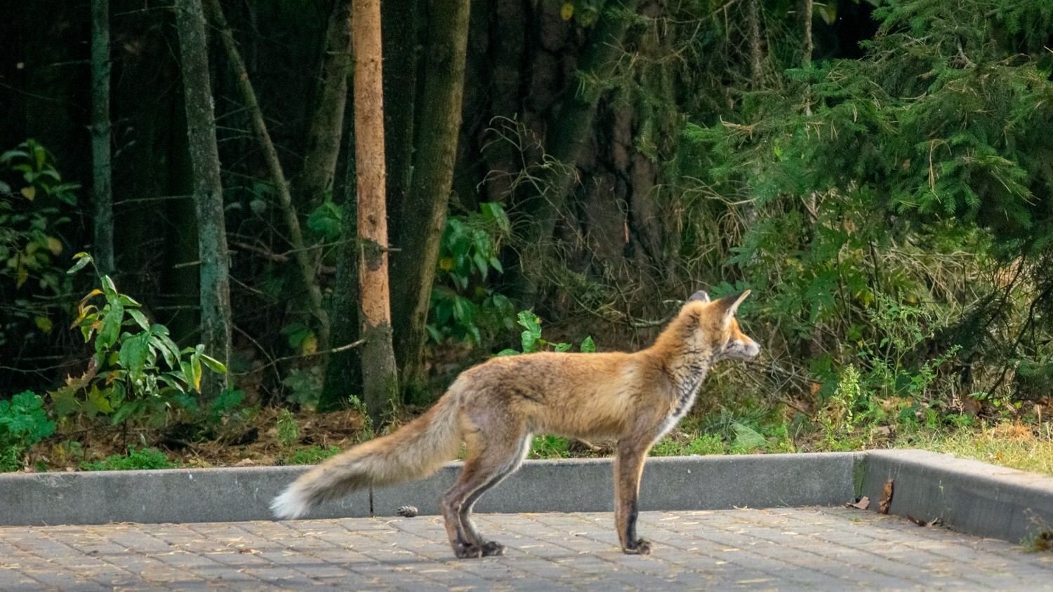Coraz więcej lisów w Augustowie
