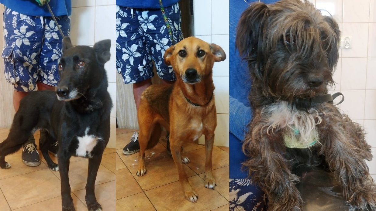 W Raczkach można adoptować psa przez internet