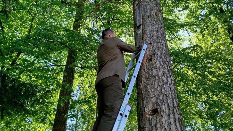 Pracownicy Nadleśnictwa Augustów rozpoczęli przegląd kłód i barci znajdujących się na swoim terenie