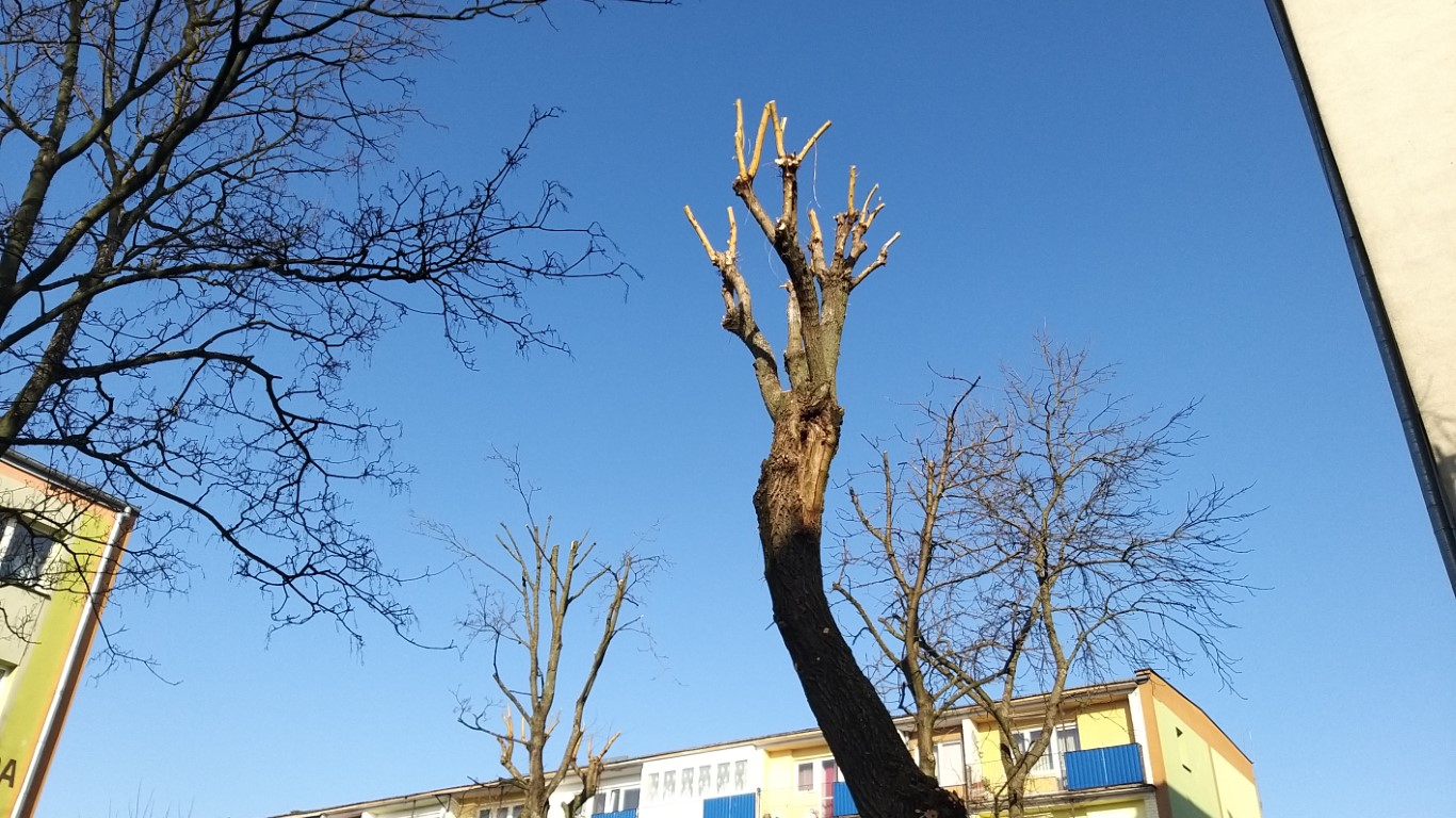 Mieszkańcy Osiedla Centrum w Suwałkach narzekają na oszpecenie drzew