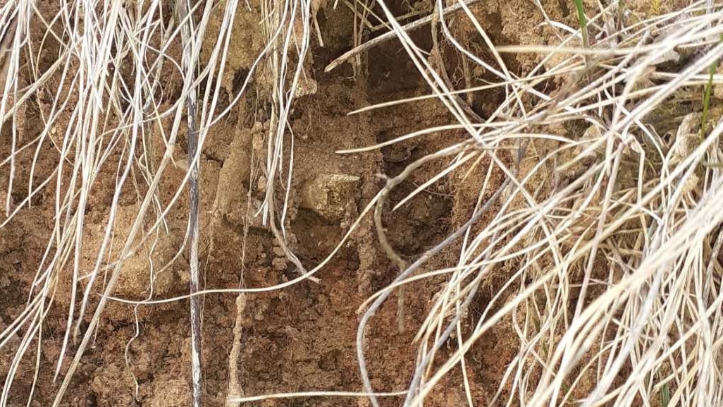 Na terenie powiatu sejneńskiego zniszczono kolejny cmentarz staroobrzędowców