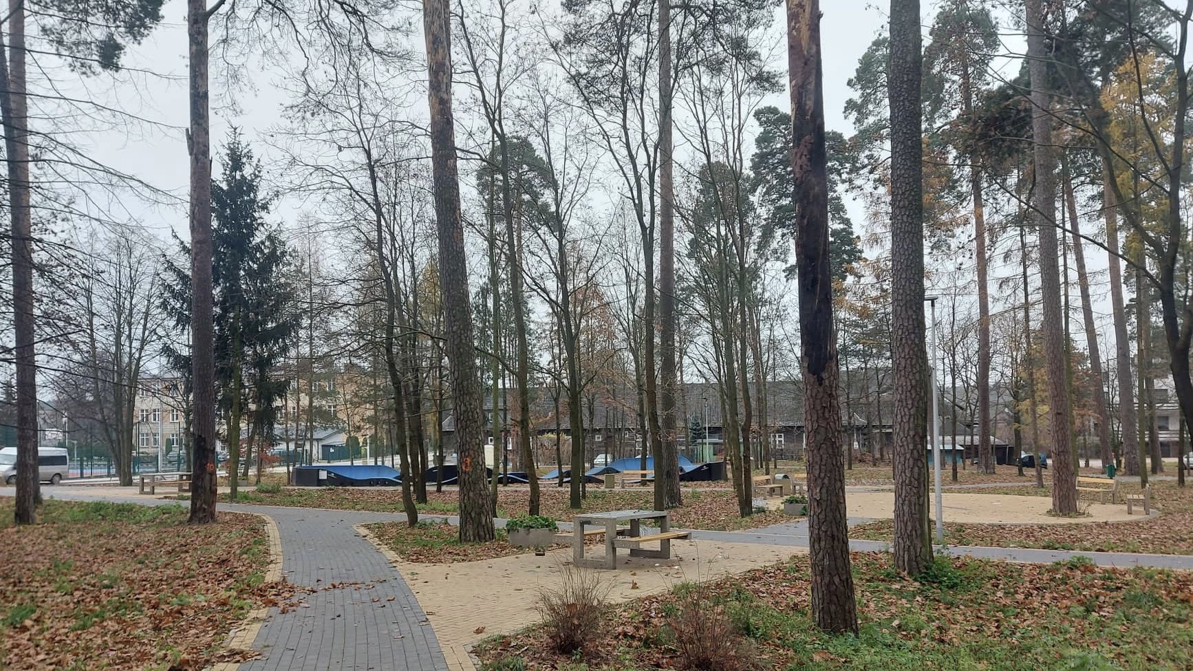 Na suche sosny rosnące w Parku Herberta na augustowskim Lipowcu skarżą się spacerujący tam mieszkańcy