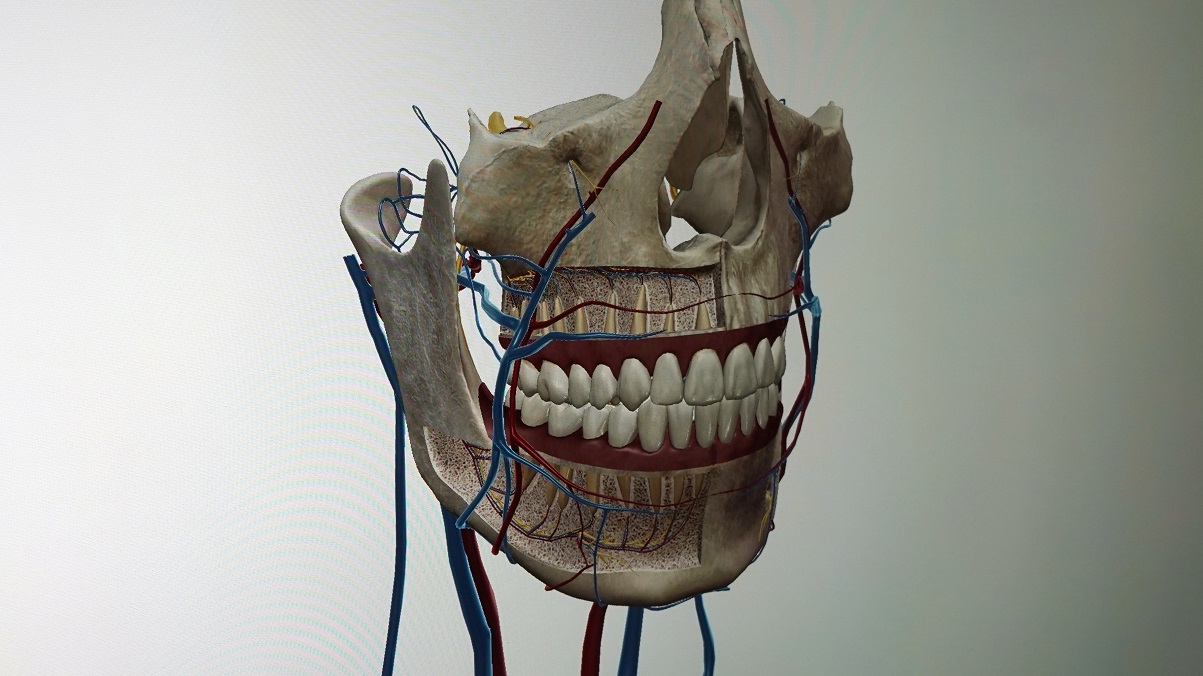 Państwowa Uczelnia Zawodowa może pochwalić się jedynym w województwie interaktywnym atlasem anatomicznym