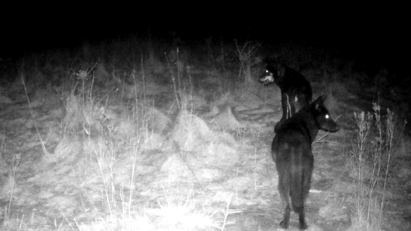 Wilk nie będzie już niepokoił mieszkańców gminy Płaska