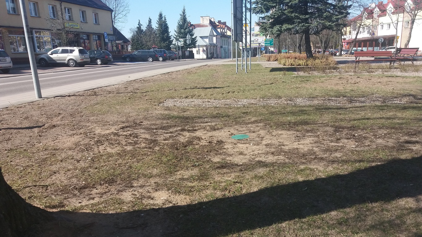 Z sejneńskiego parku w centrum miasta zniknęło kilka iglastych drzew