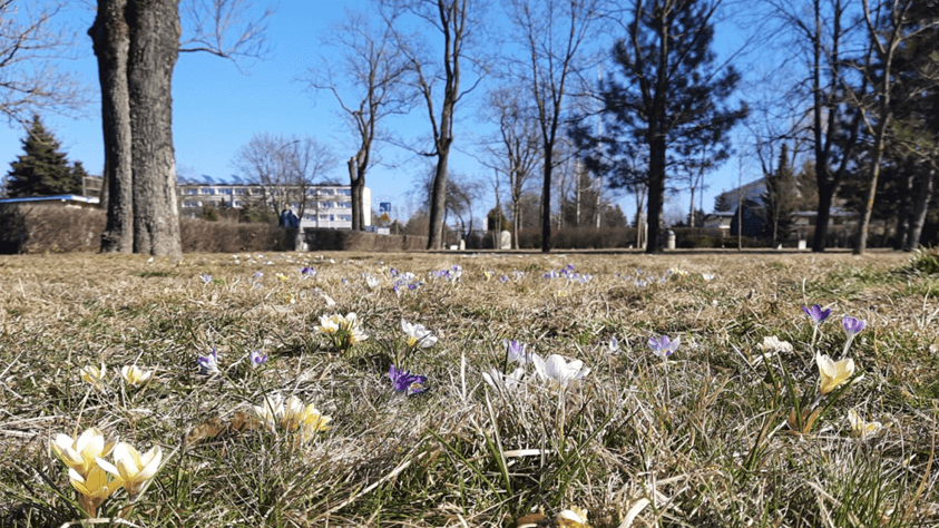 W Suwałkach zaczynają się wiosenne nasadzenia kwiatów, drzew i krzewów