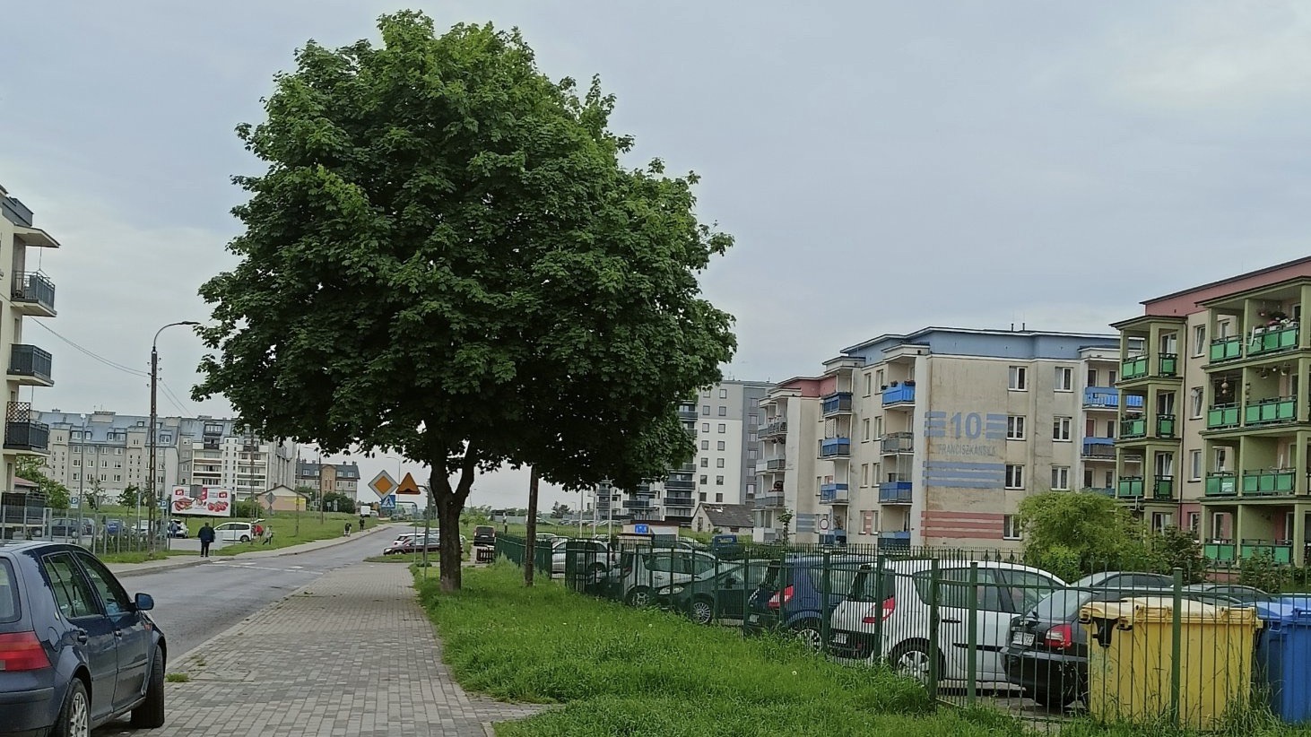 Słynny już klon z ulicy Franciszkańskiej nie zostanie wycięty