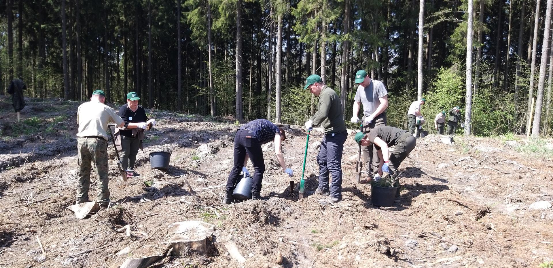 Ponad 3 tysiące dębów posadzili razem leśnicy z Litwy, Łotwy i Polski
