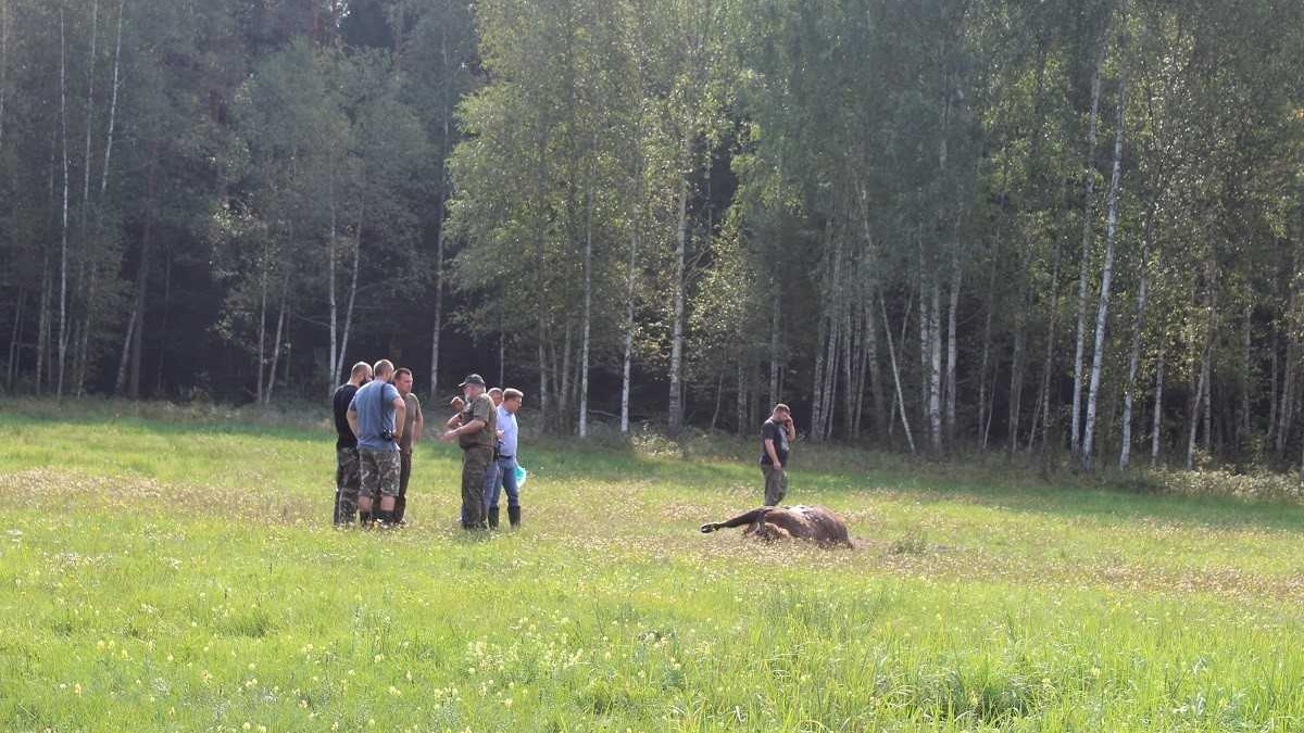 Śmierć żubra w Puszczy Augustowskiej poruszyła niemal wszystkich
