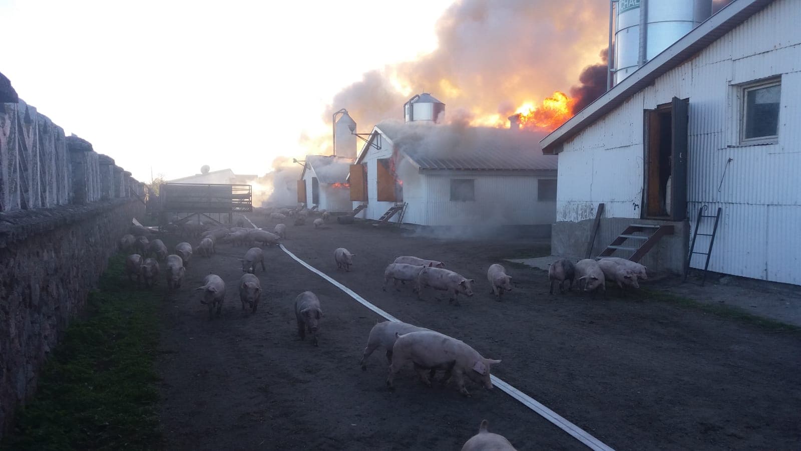 Śledztwo dotyczące pożaru chlewni w Taciewie zostało umorzone