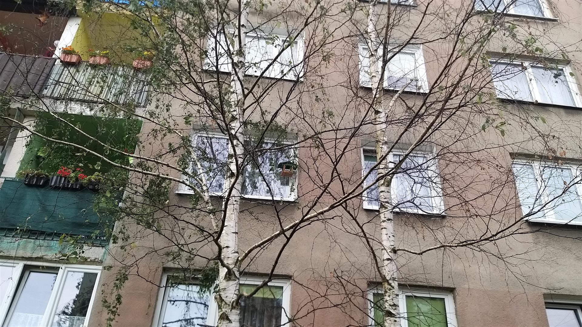 Po co nam drzewa w Suwałkach? Odpowiedzą plakaty, bilbordy oraz specjalna wystawa