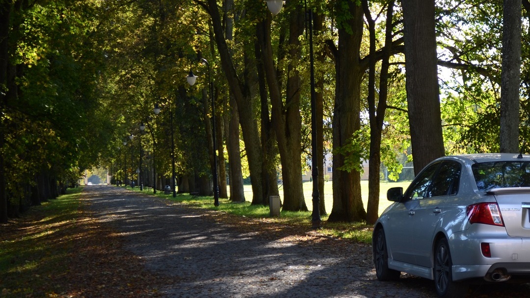 Pielęgnacja drzew przy prowadzącej do pałacu Paca alei, tylko częściowo rozwiąże istniejący problem