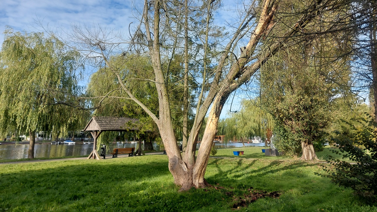 Nieznany sprawca niszczy drzewa rosnące nad Nettą w Augustowie