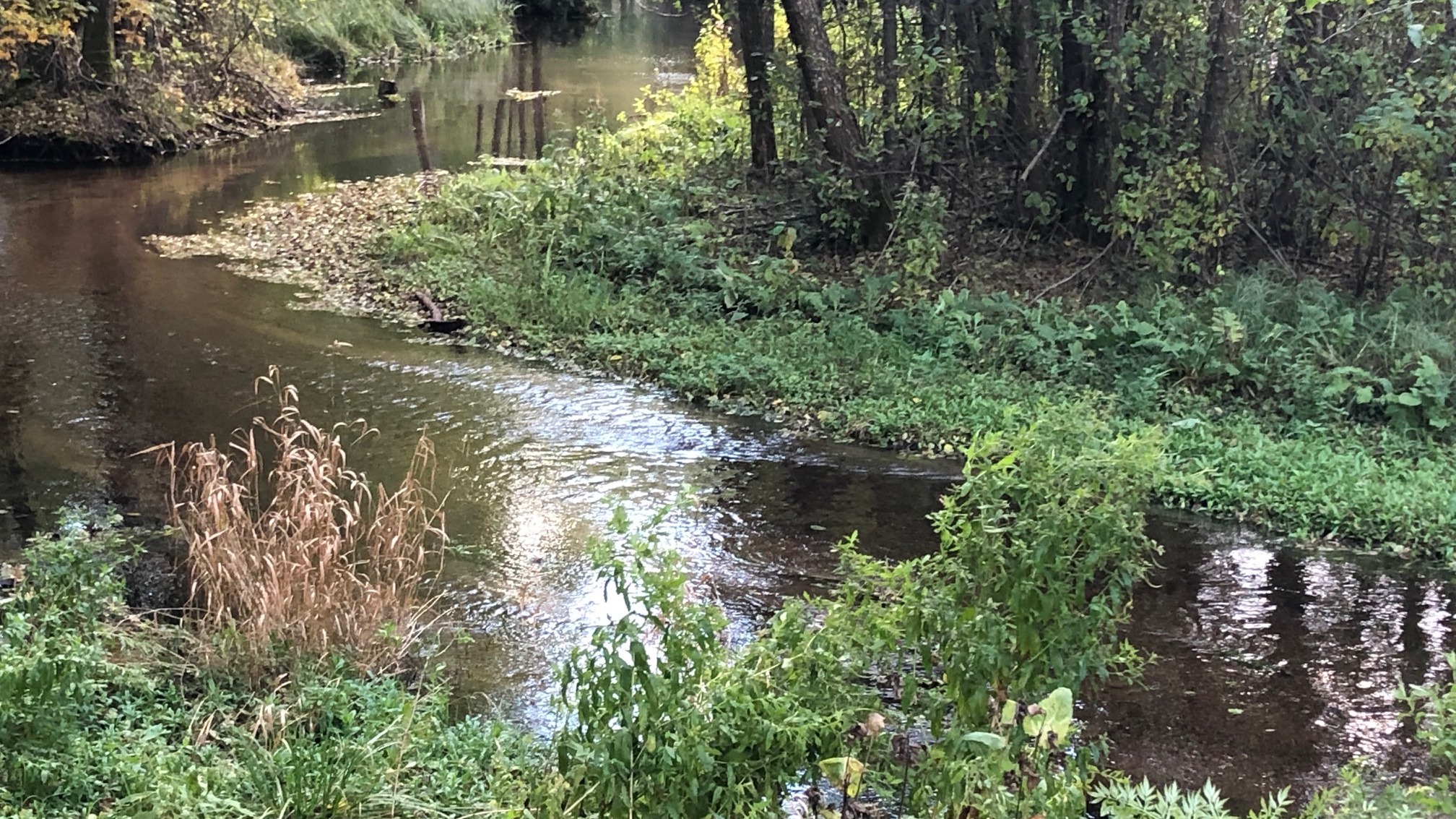 Czy niedawno położoną rurą do Czarnej Hańczy wpływają ścieki?