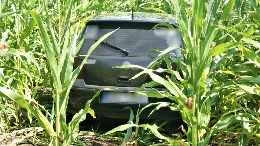 Uciekał od policji i wjechał w pole kukurydzy. Nietypowy pościg w gminie Bargłów Kościelny