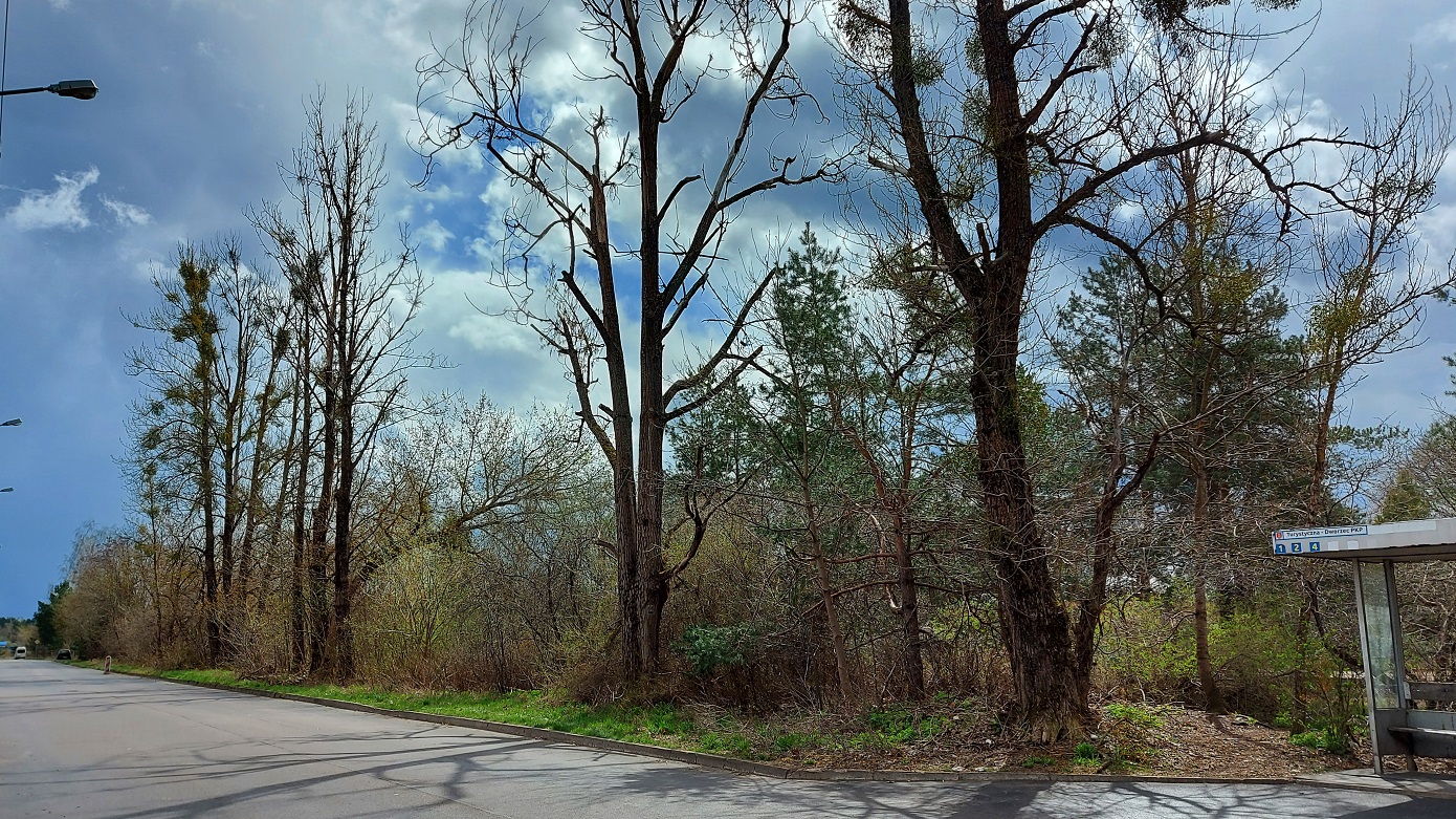 Z uschniętych topoli, rosnących obok dworca PKP przy ulicy Turystycznej w Augustowie, odpadają potężne gałęzie