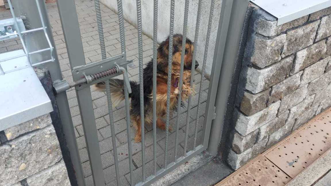 Od przyszłego roku w Suwałkach zmieni się zarządca schroniska dla bezdomnych psów