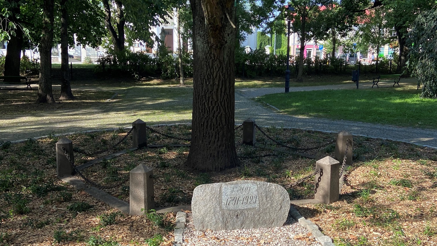 Zakończyły się prace związane z najsłynniejszym suwalskim drzewem - Dębem Wolności