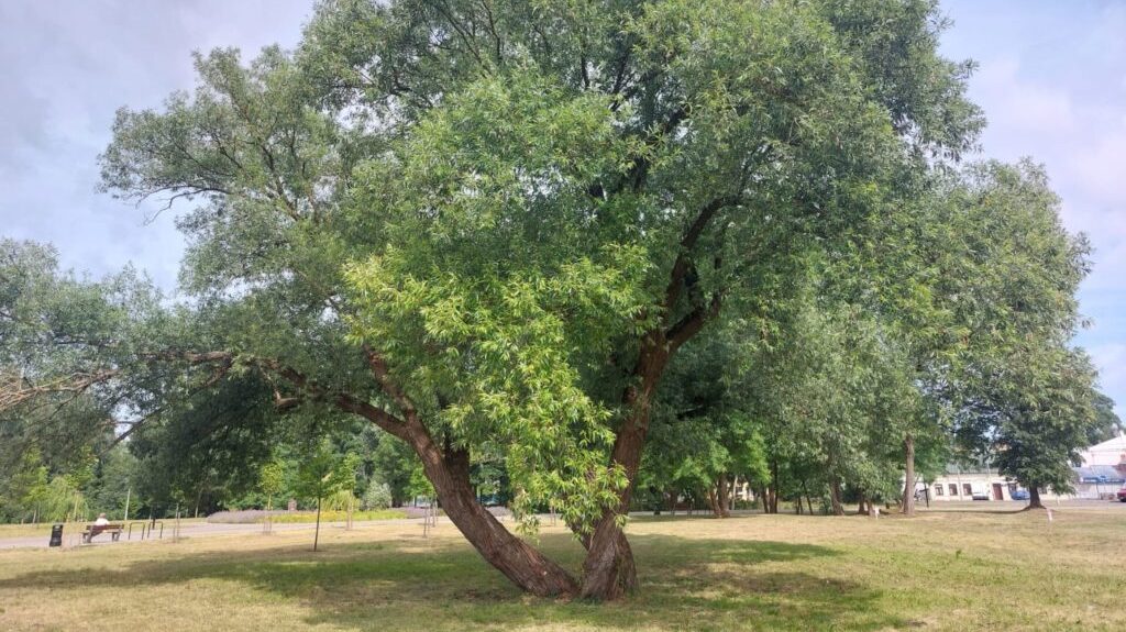 Dwie wierzby czeka przycięcie koron. Nakazał to dendrolog