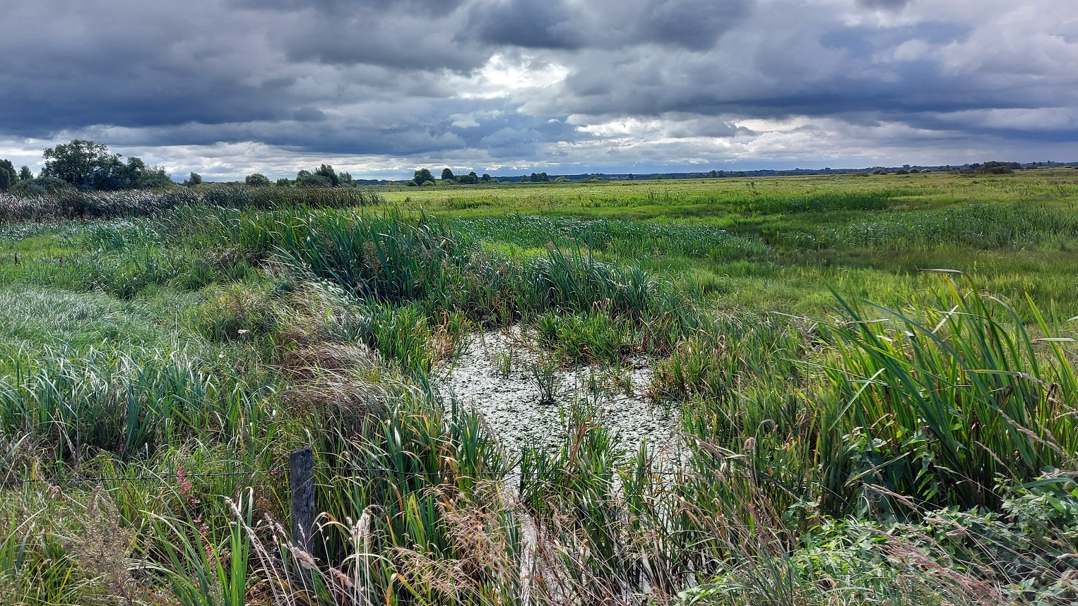 Rolnicy z gminy Sztabin mają już tego dość. Ich łąki regularnie zalewa Biebrza