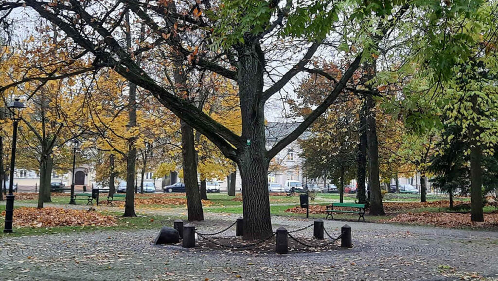 Dąb Wolności znajdujący się w suwalskim Parku Konstytucji 3 Maja ma za mało powietrza