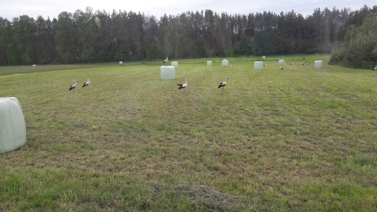 Duże stada bocianów pojawił się na polach w okolicach Augustowa