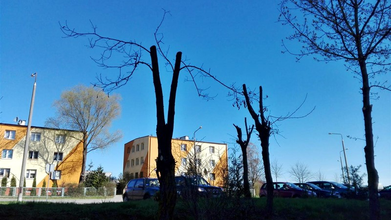 Będzie przycinka drzew w Suwałkach