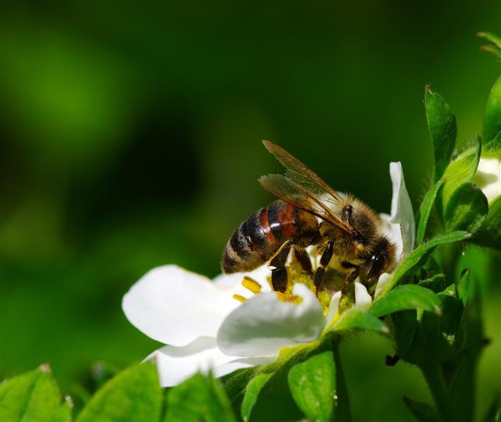 Wyjątkowe pszczoły z puszczy augustowskiej