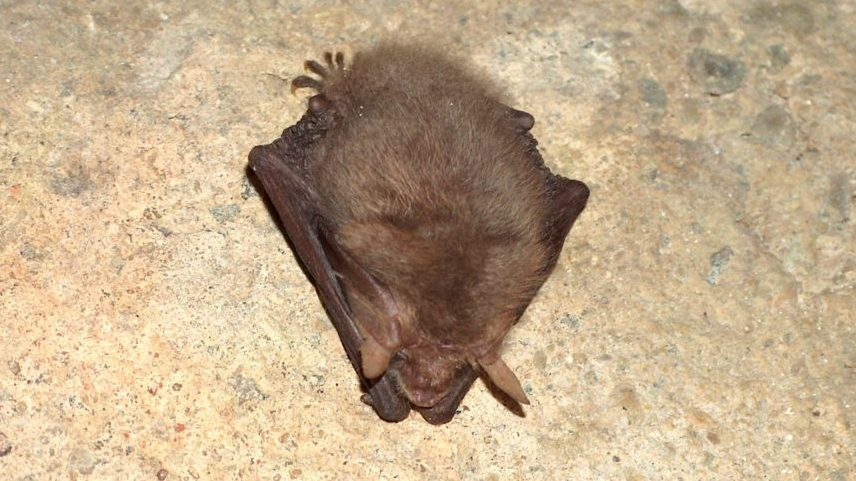 Przez piwnicę z nietoperzem opóźni się powstanie nowej drogi we wsi Jodoziory w gminie Rutka-Tartak