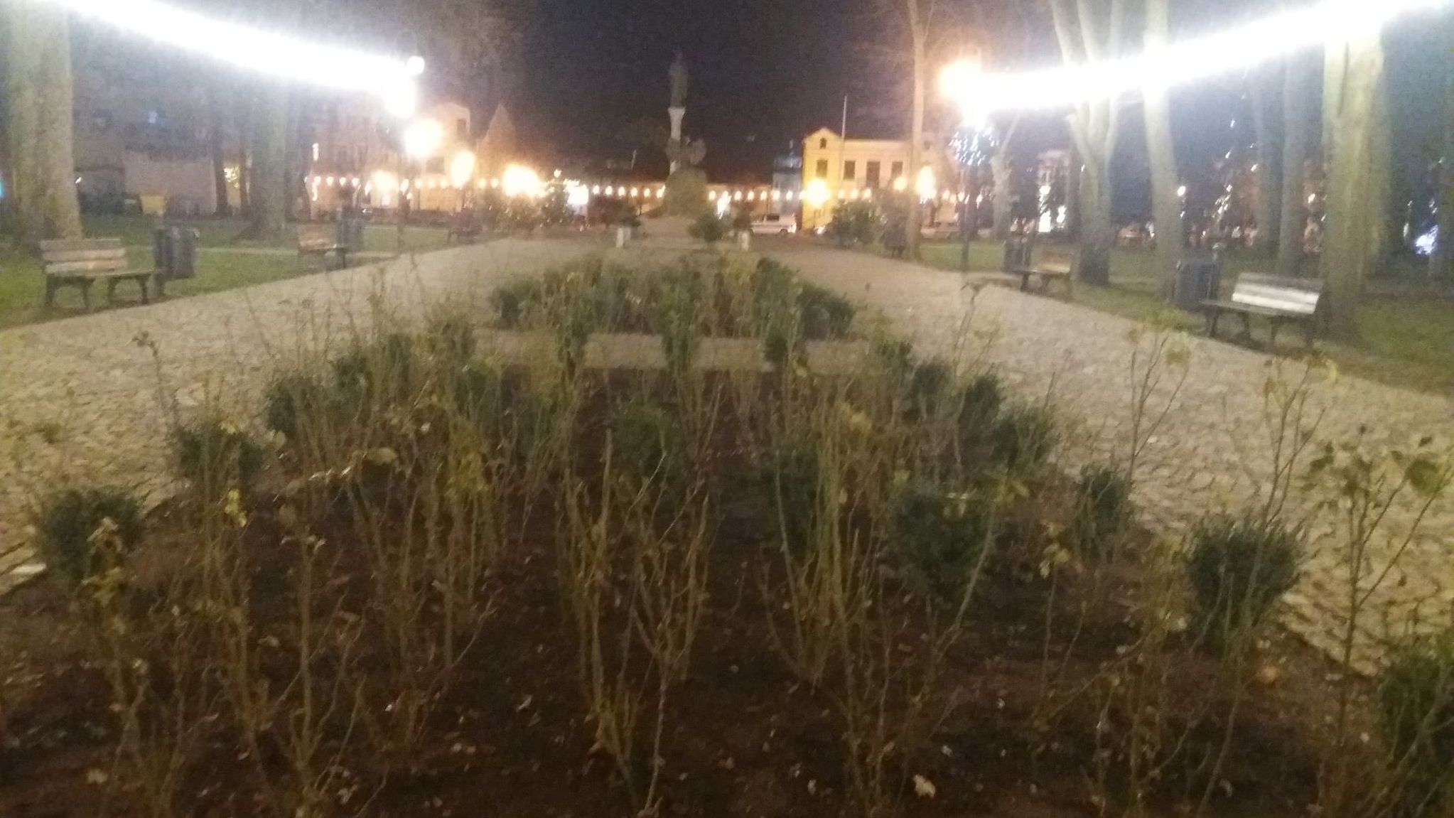 Dużo szczęścia miały róże rosnące w centralnej części augustowskiego parku