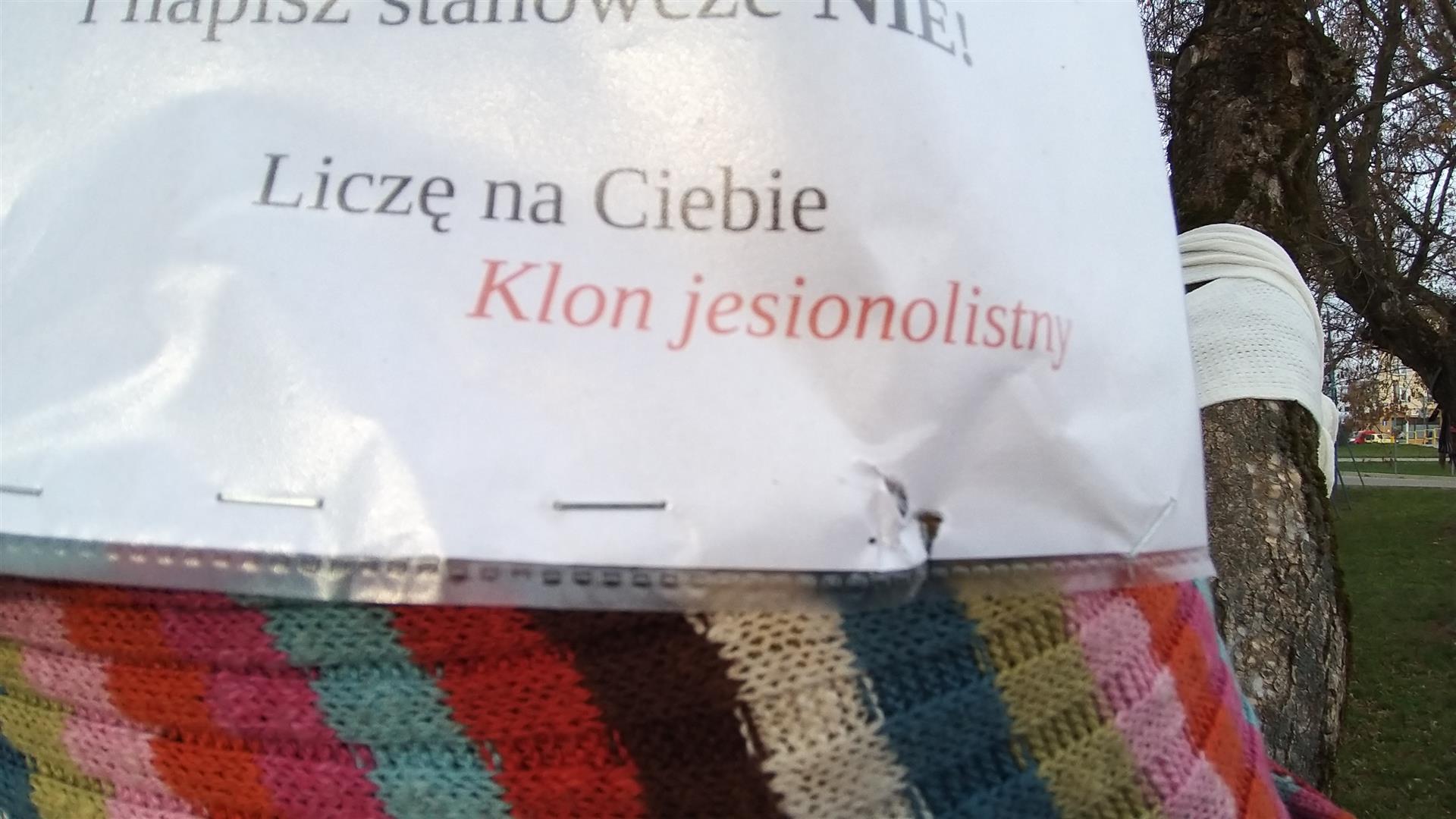 Walka o klony przy Klonowej. Suwalska Spółdzielnia Mieszkaniowa zignorowała 800 podpisów