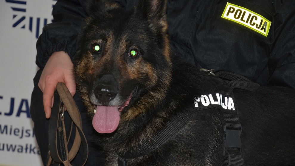 Suwalska policja zatrzymała 19-latka z narkotykami