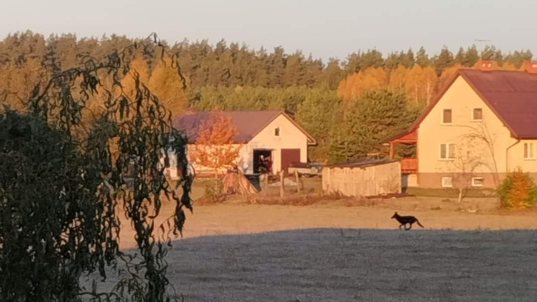 Wataha wilków grasuje w gminie Płaska