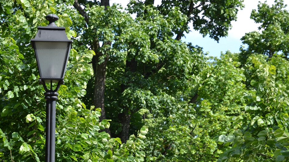 Zakończyła się akcja podwiązywania konarów starych drzew, które w Suwałkach jeszcze zostały