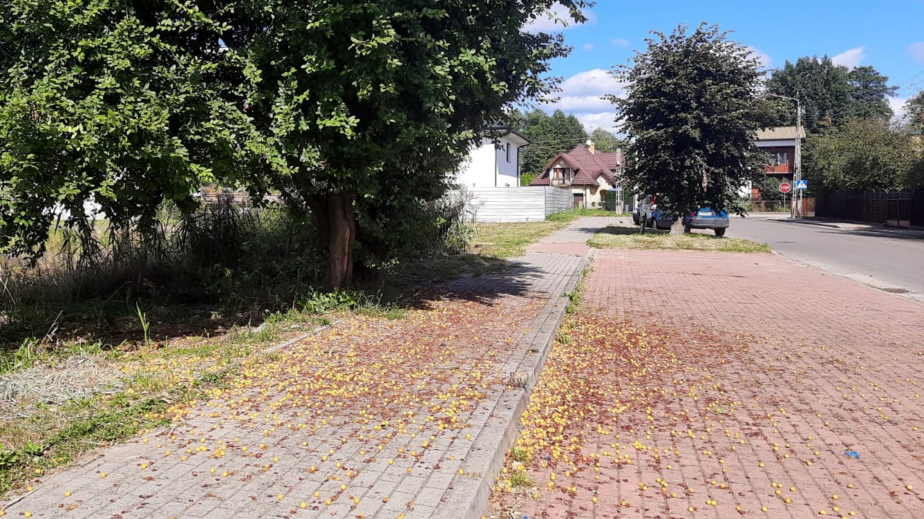 Na leżące na chodnikach zepsute owoce skarżą się mieszkańcy Augustowa