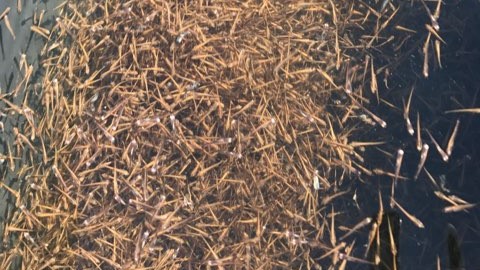 W jeziorach Suwalszczyzny będzie więcej ryb