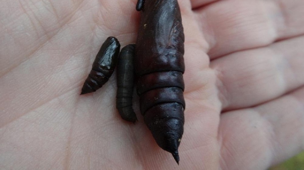 Larwy zamiast schabowego - felieton Tomasza Kubaszewskiego