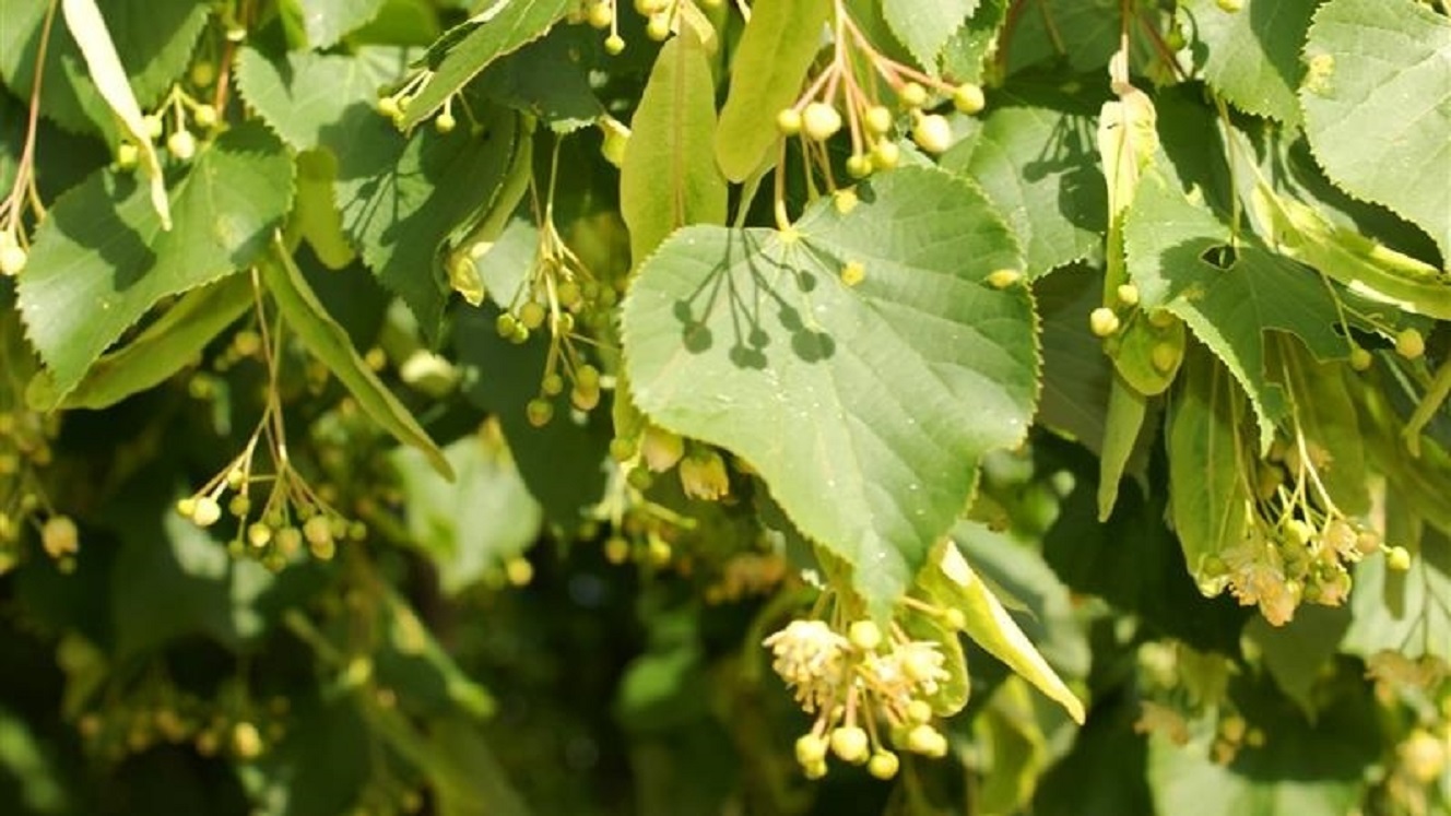 Drzewa, które w Suwałkach blokowały rozbudowę parkingu przy ulicy Szpitalnej, zostaną przeniesione w inne miejsce