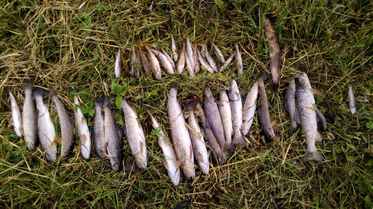 Ścieki z suwalskiej oczyszczalni dotarły do jeziora Wigry