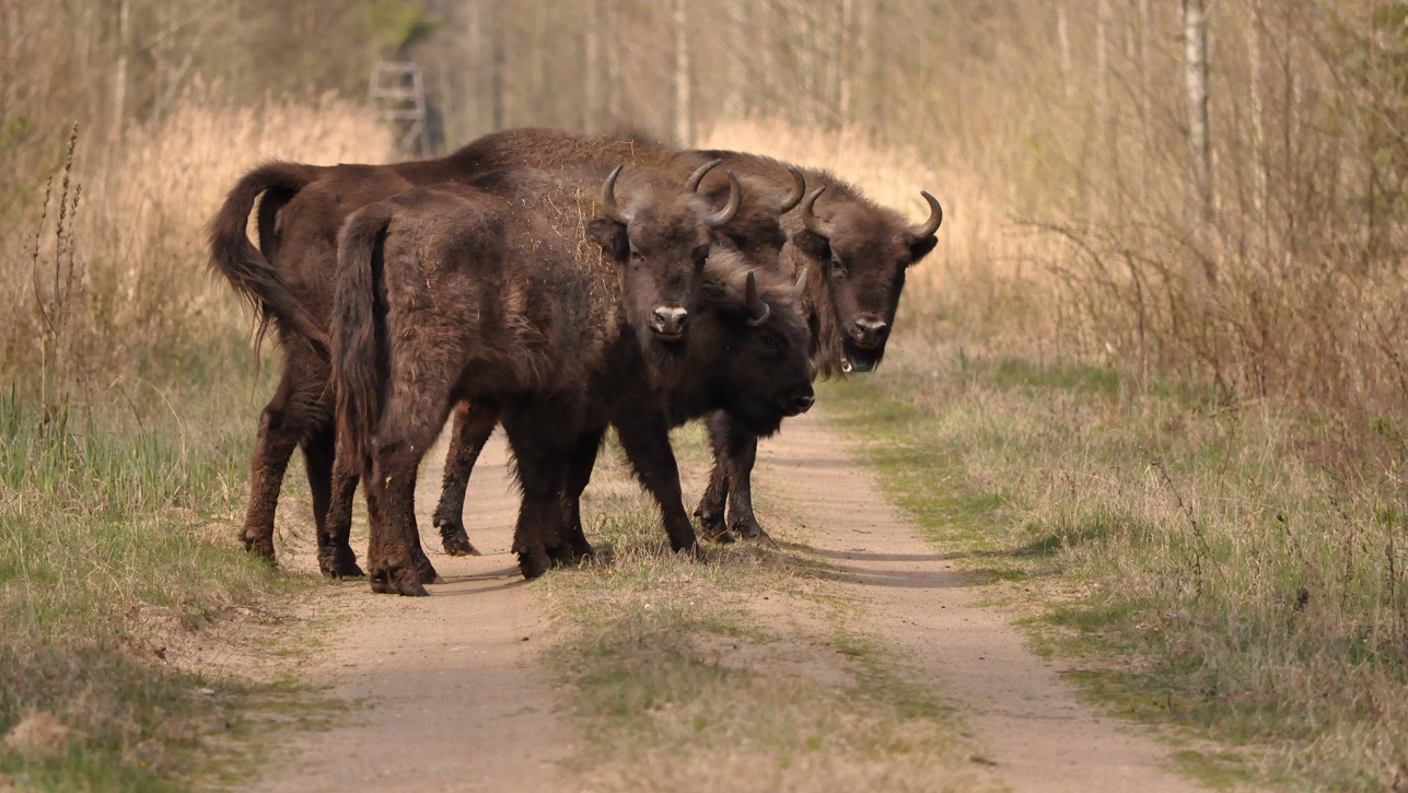Gmina Lipsk. Żubry nie niszczą już zgromadzonych przez rolników zapasów dla bydła