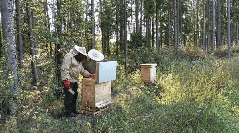 Przebadano kilkanaście tysięcy pszczół z Puszczy Augustowskiej