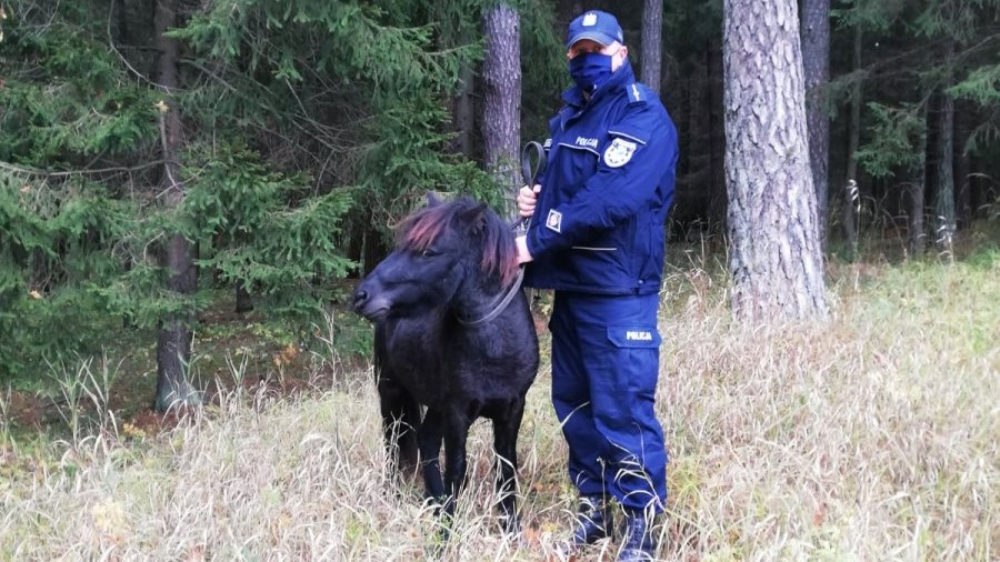 Augustowscy policjanci zatrzymali... kucyka