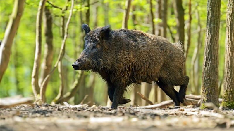 Mniam, mniam, czyli pyszna Suwalszczyzna - dziczyzna