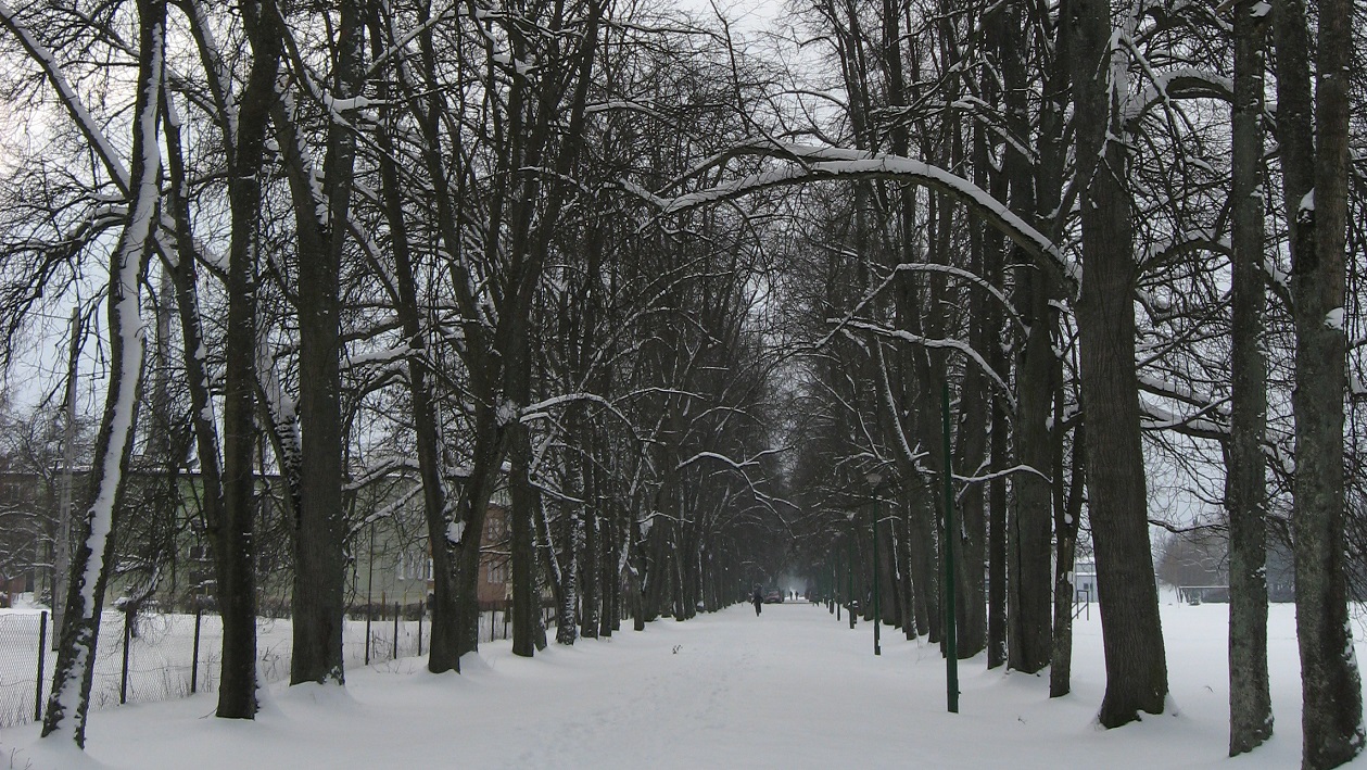 Wojewódzki konserwator zabytków zgodził się na przeprowadzenie prac konserwatorskich przy zabytkowej Alei Lipowej w Dowspudzie
