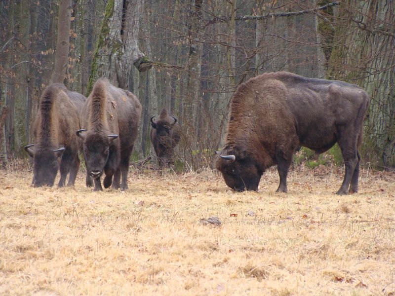 Walka o władzę wśród żubrów w Puszczy Augustowskiej