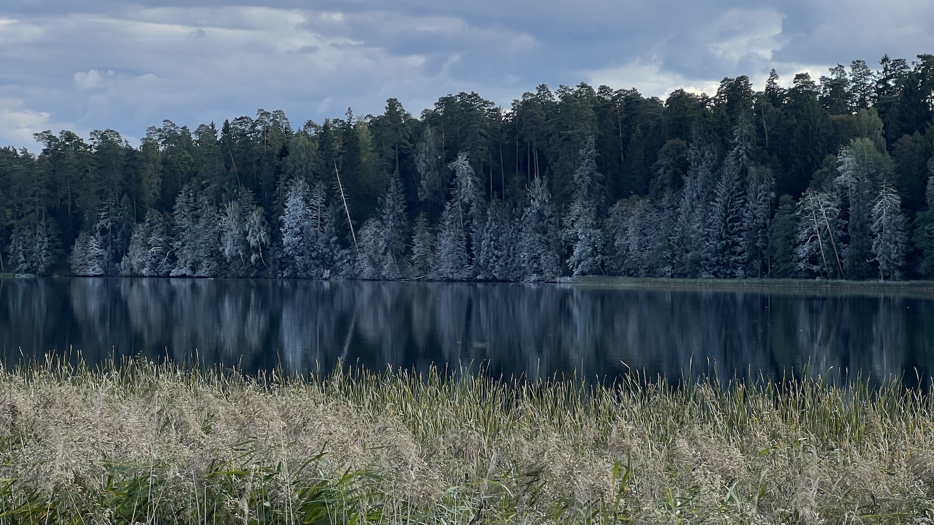Dziwny biały nalot na drzewach w Zatoce Uklei w podsuwalskiej Gawrych Rudzie przyciąga gapiów